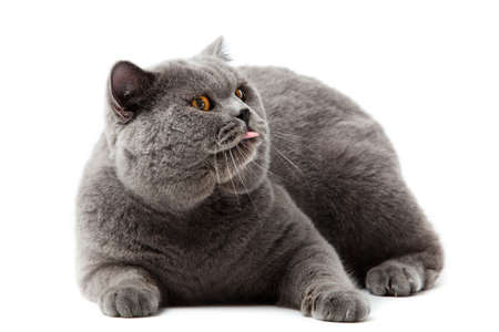 British shorthair cat on a white background  british cat isolatedの写真素材