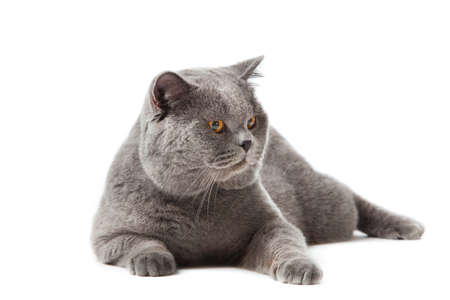 British shorthair cat on a white background  british cat isolatedの写真素材