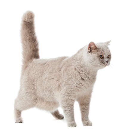 British shorthair cat on a white background   british cat isolatedの写真素材