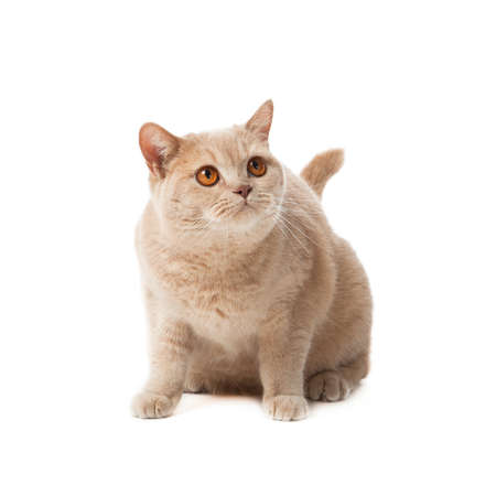 British shorthair cat on a white background   british cat isolatedの写真素材