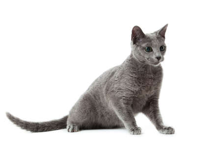 Russian Blue catの写真素材