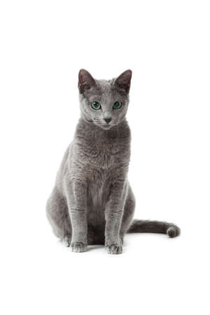 Russian Blue catの写真素材