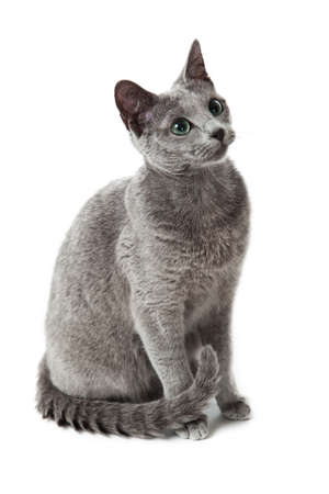 Russian Blue catの写真素材