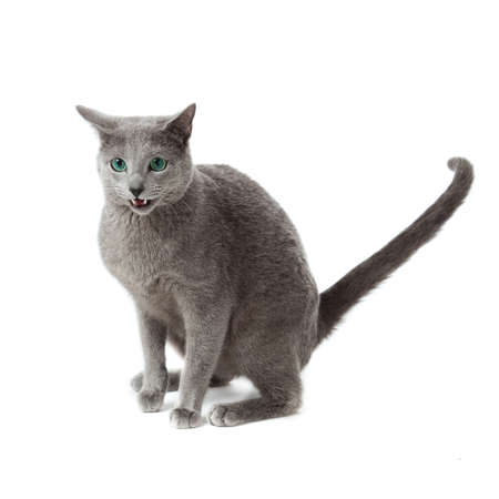 Russian Blue catの写真素材