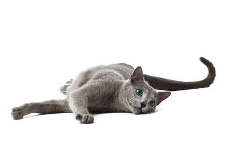 Russian Blue catの写真素材