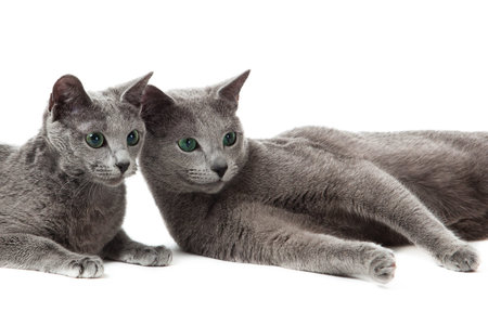Russian Blue catの写真素材