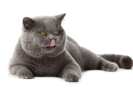 British shorthair cat on a white background.  british cat isolatedの写真素材