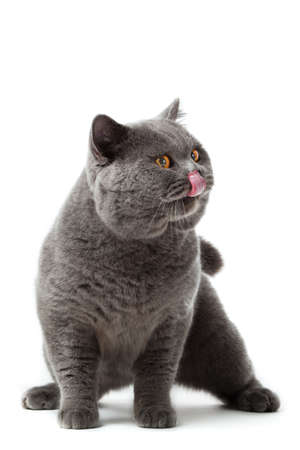 British shorthair cat on a white background. british cat isolatedの写真素材