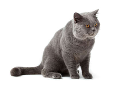 British shorthair cat on a white background. british cat isolatedの写真素材