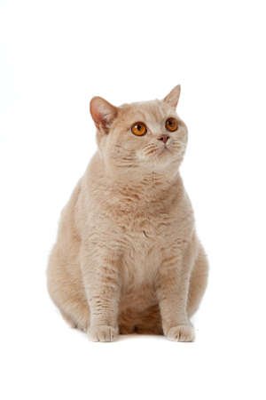 British shorthair cat on a white background.  british cat isolatedの写真素材