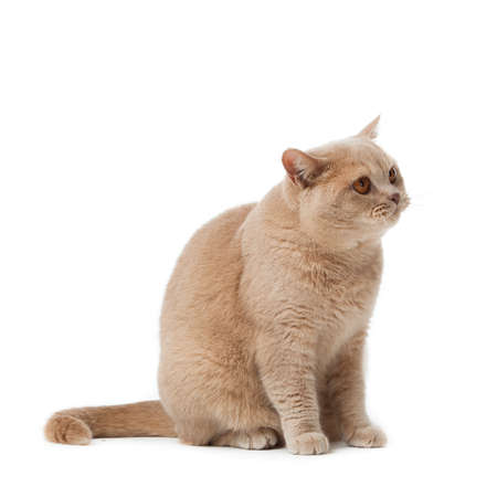 British shorthair cat on a white background.  british cat isolatedの写真素材