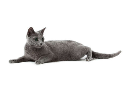 Russian Blue catの写真素材
