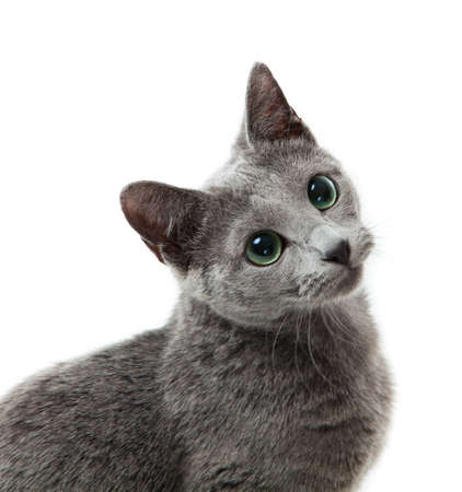 Russian Blue catの写真素材