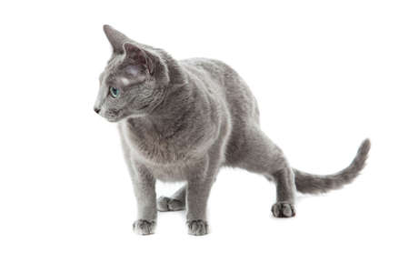 Russian Blue catの写真素材