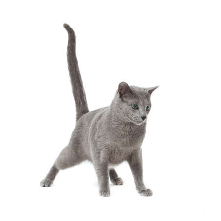 Russian Blue catの写真素材