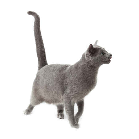 Russian Blue catの写真素材