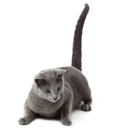Russian Blue catの写真素材