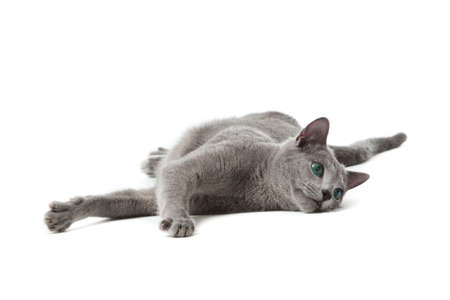 Russian Blue catの写真素材