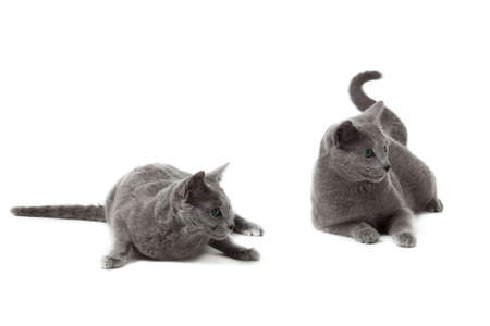 Russian Blue catの写真素材