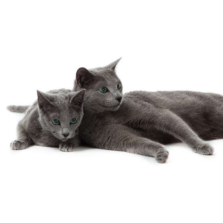 Russian Blue catの写真素材