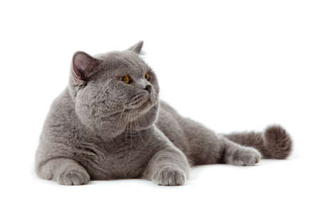 British shorthair cat on a white background.  british cat isolatedの写真素材