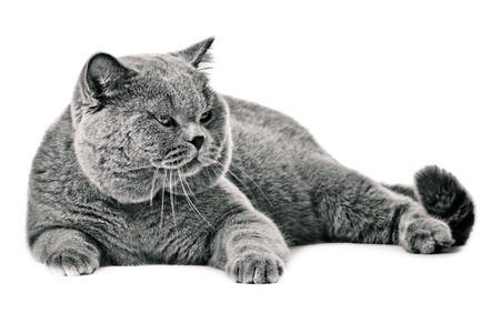 British shorthair cat on a white background.  british cat isolatedの写真素材