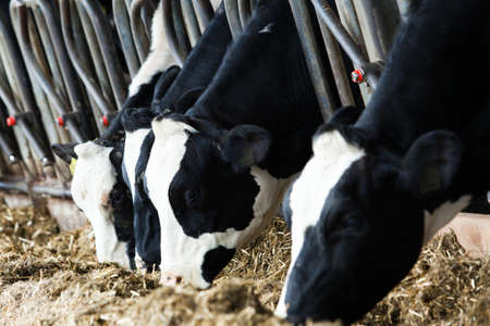 Dairy cows in a farm.の写真素材