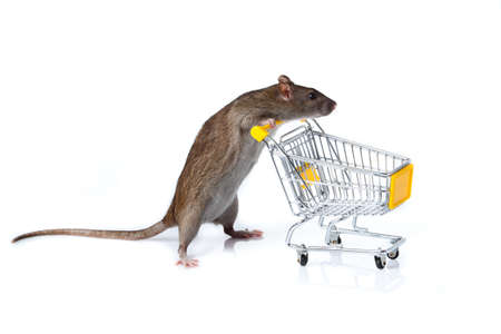 rat and the shopping cart  a rat with a basketの写真素材