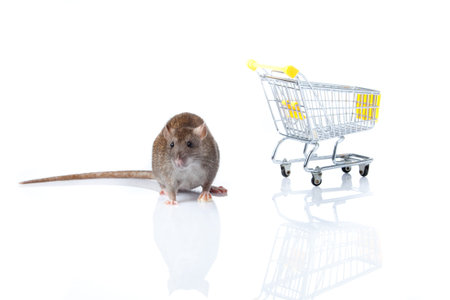 rat and the shopping cart  a rat with a basketの写真素材