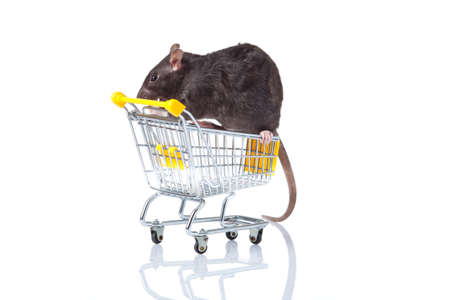 rat and the shopping cart  a rat with a basketの写真素材