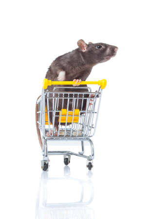 rat and the shopping cart  a rat with a basketの写真素材