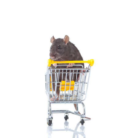 rat and the shopping cart  a rat with a basketの写真素材