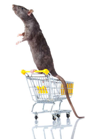 rat and the shopping cart  a rat with a basketの写真素材