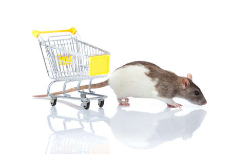 rat and the shopping cart  a rat with a basketの写真素材