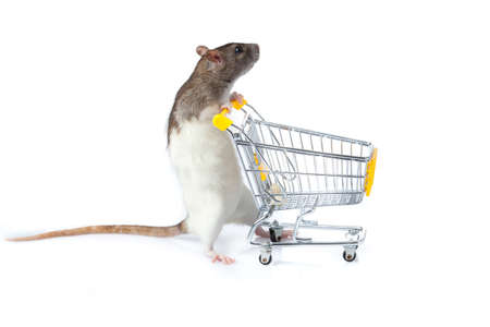 rat and the shopping cart  a rat with a basketの写真素材