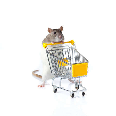 rat and the shopping cart  a rat with a basketの写真素材