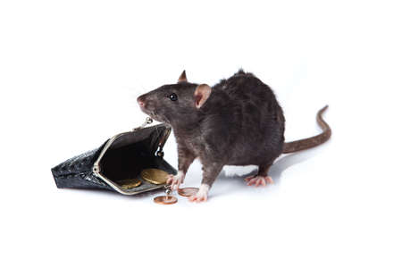 a rat with a purseの写真素材