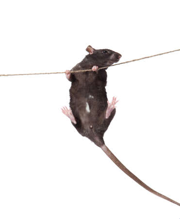 a rat crawling on a rope  rat clutching at rope on white backgroundの写真素材