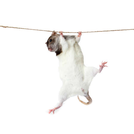 a rat crawling on a rope  rat clutching at rope on white backgroundの写真素材