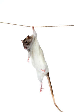 a rat crawling on a rope  rat clutching at rope on white backgroundの写真素材
