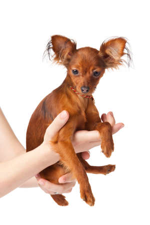 Toy terrier. Russian toy terrier  on a white backgroundの写真素材