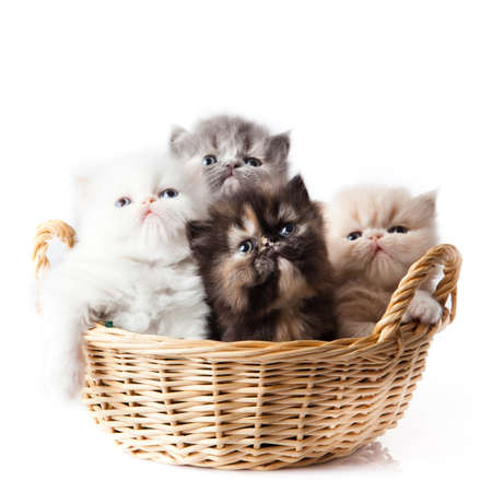 little kitten on white background. persian kittenの写真素材