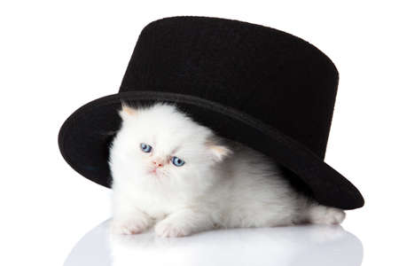 little kitten on white background. persian kittenの写真素材