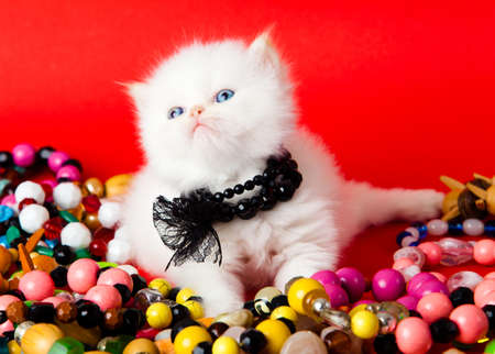 little kitten on white background. persian kittenの写真素材