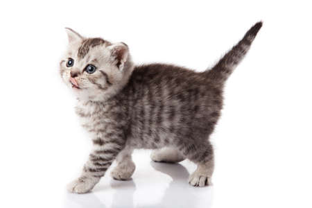 kitten on a white backgroundの写真素材