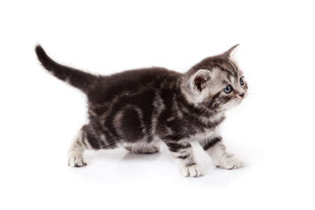 kitten on a white backgroundの写真素材