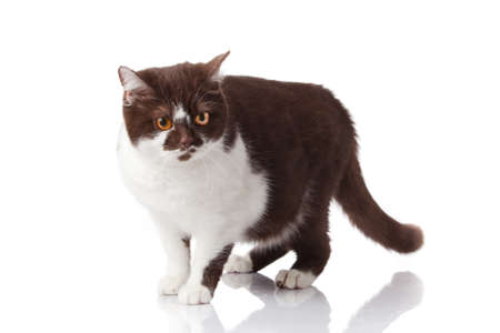 beautiful british cat on whiteの写真素材