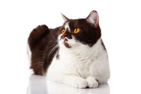 beautiful british cat on whiteの写真素材