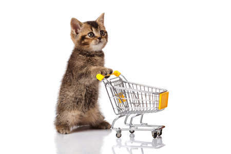 british cat with shopping cart isolated on white  kitten osolatedの写真素材