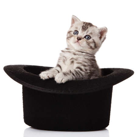 kitten sitting in hat  little kitten on white background の写真素材